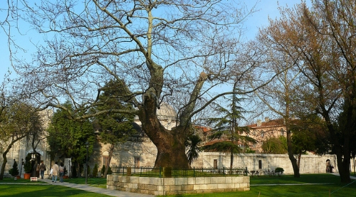 Şehzade Camii Bahçesindeki Ağacın Hikmeti